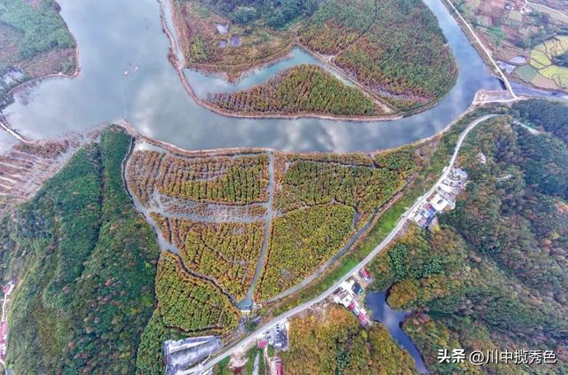 宁国红杉林:观赏指数Ⅱ级!