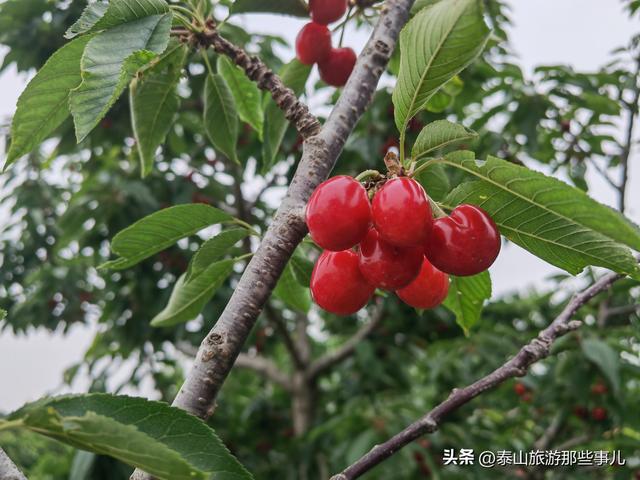 泰安：它被誉为“将军故里”，一个近郊游的小众景点，盛产大樱桃