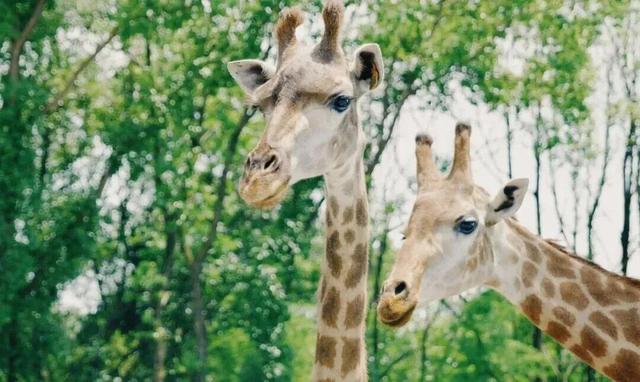 游在鹰潭｜学生搭子团秋季攻略！轻松玩转4大宝藏地「全球学子嘉游赣 奇绝鹰潭逍遥游」