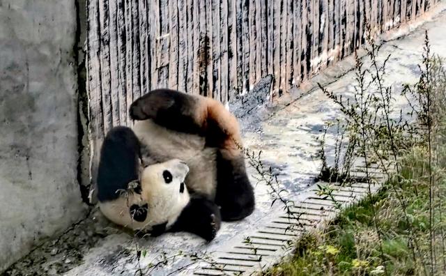 民族团结和美九寨 甲勿海大熊猫会“宠客”