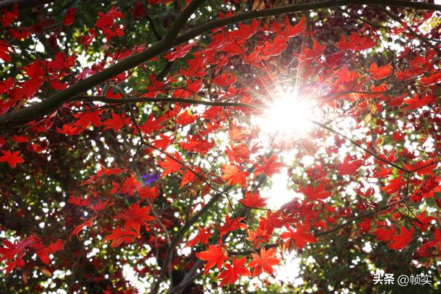 层林尽染，上海红叶特色公园闵行红园枫叶色彩斑斓进入最佳观赏季