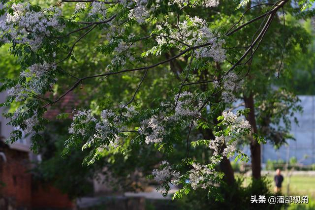 到无锡“楝城"去走走，看紫色，闻花香
