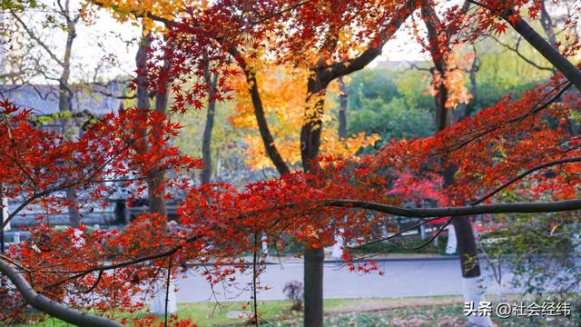 每日一景|封神赏景地·莫愁湖