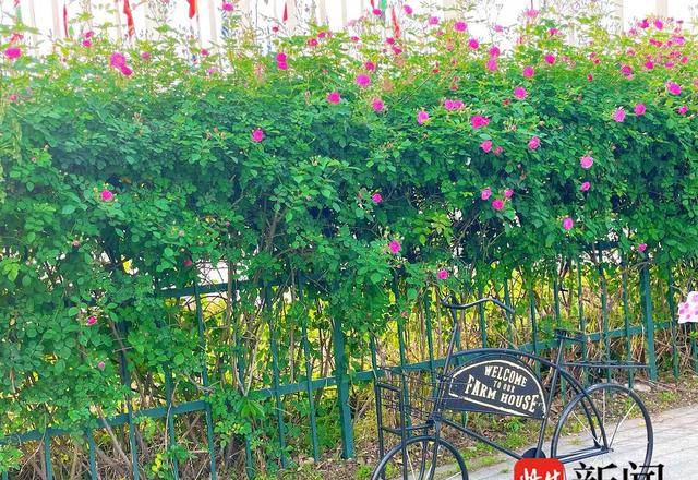 浪漫满城！南京“最美车站”蔷薇盛放，1700米花墙引市民争相打卡