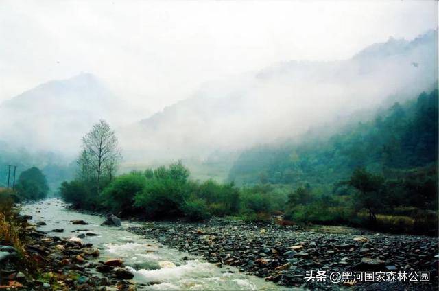 美如仙境!邀您共赏雨中的黑河国家森林公园~