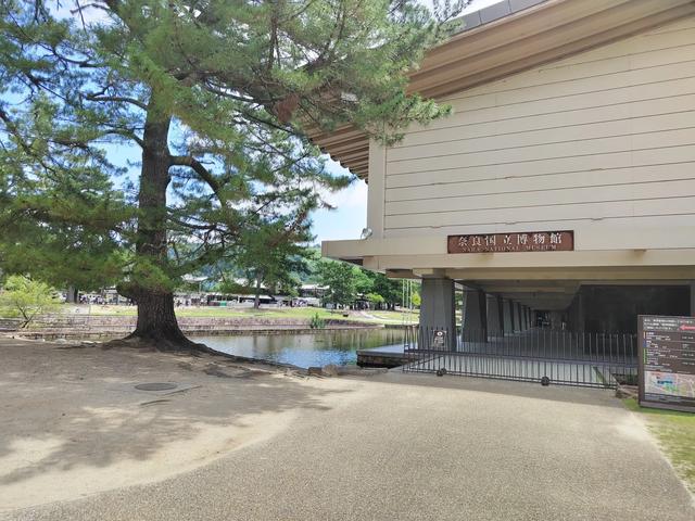因为鹿，我爱上了奈良