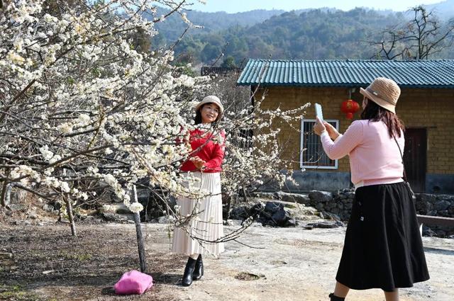 阳山杨梅镇千亩李花提前绽放，花开似海引客来