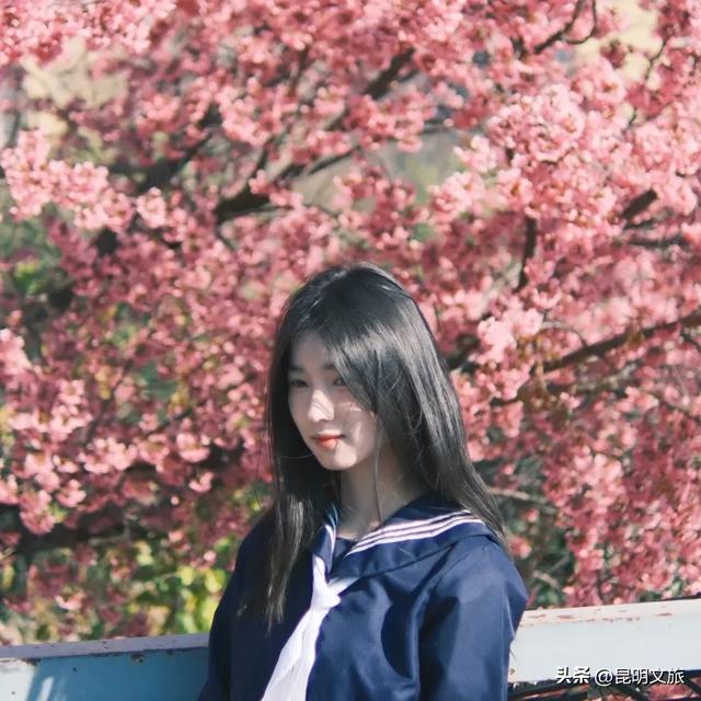 美炸!美炸!全国裹貂我赏樱!昆明最全冬樱赏花攻略来了,周末快冲~