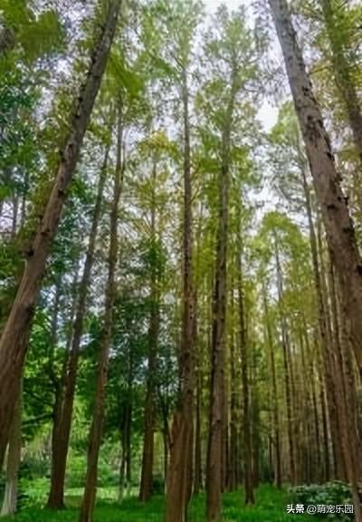 长沙十二月现绚烂画卷，水杉换金红华服，游客排队拍美照