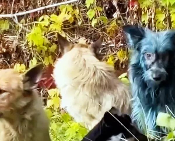 突变?切尔诺贝利发现蓝色的狗!是被核辐射变异了吗?