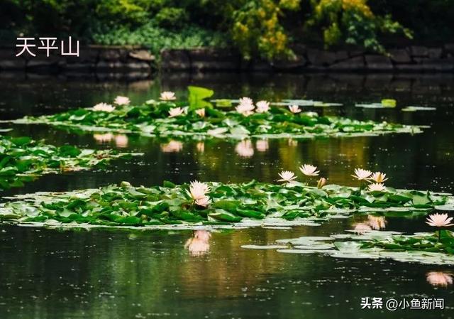 谁说夏天没花看？苏州园林偷偷美翻了！
