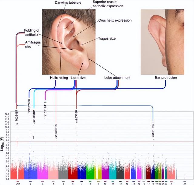 一个人能记住多少个人的脸？这个数字赌你猜不到