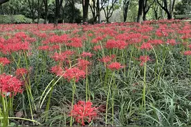 秋日新增打卡地 温州杨府山公园“彼岸花”花海神秘绽放图片