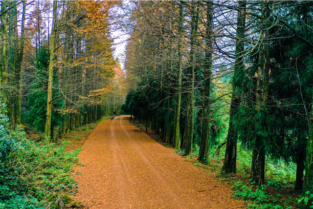 秋天还没过够？那就去乐山留住秋天！