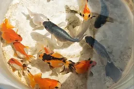 新鱼入缸趴缸别慌！拆解4大病因，手把手教你72小时救活它图片