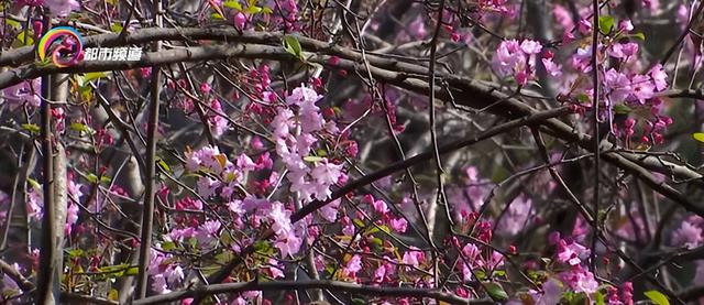 春城顶流如约至 圆通樱潮迎客来