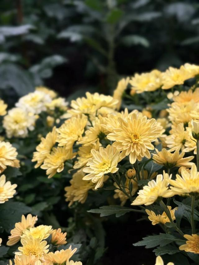 全部免费！成都适合一个人逛的7个地方！