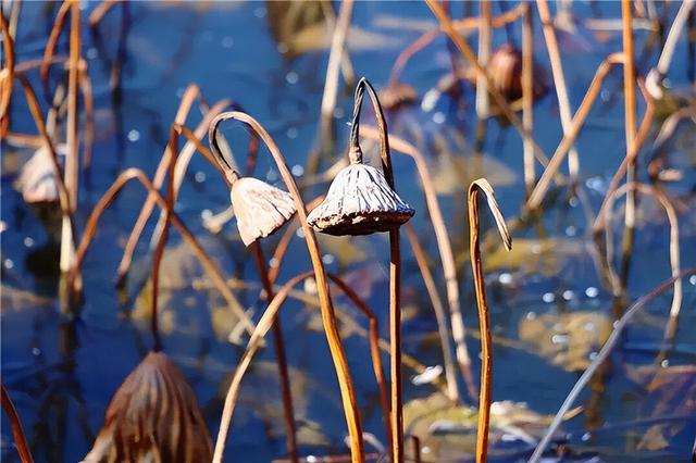 【联动宣传】在白银水川湿地，与冬天第一次握手
