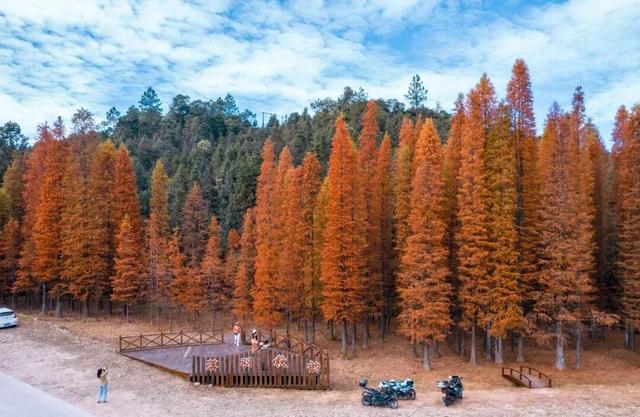 给你个准信！韶关森林红！红！红啦~