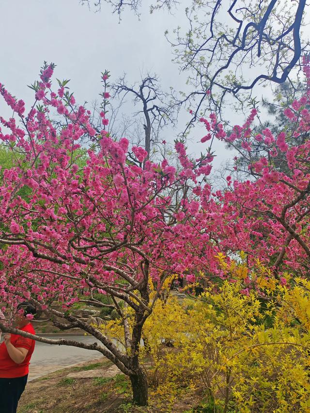 满园春色关不住 独领风骚樱花秀