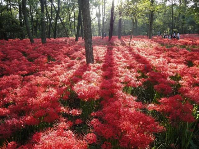 9月去看绝美彼岸花吧！日本10大赏花出片景点全攻略~