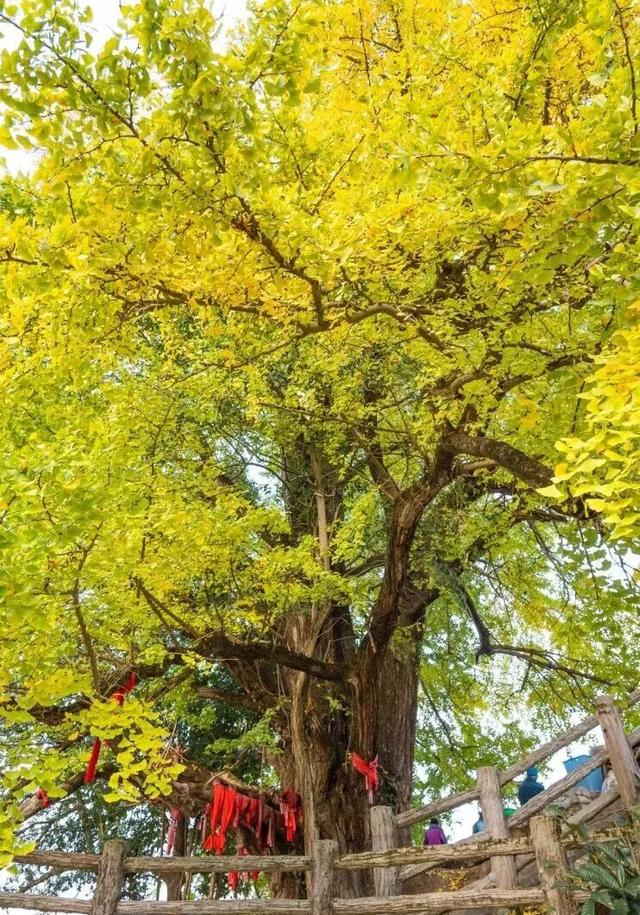从街角到古村，一键解锁贵阳的秋日浪漫