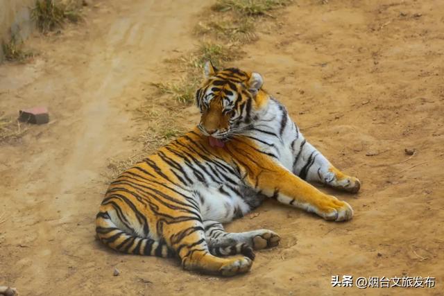 【乐游烟台】高性价比！烟台被严重低估的神仙遛娃地