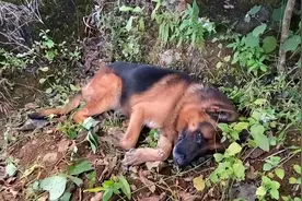 农村俗话说“老狗不死家”，土狗临死前，为什么都会悄悄离开家？图片