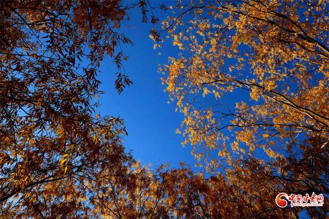 陇拍客丨临泽小城秋景入画