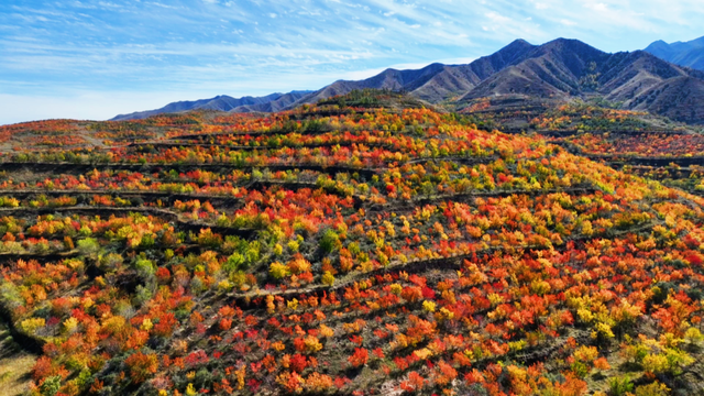 【白银文旅】冬已至秋渐远，再赏一波靖远的秋