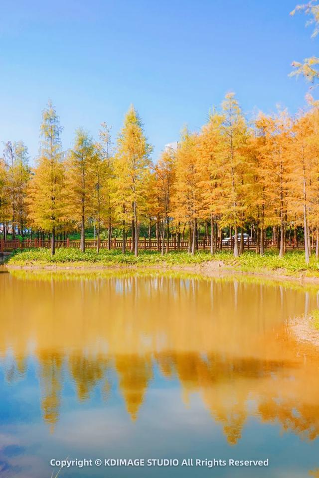 深圳秋日限定:三处落羽杉秘境,邂逅南国绚烂!