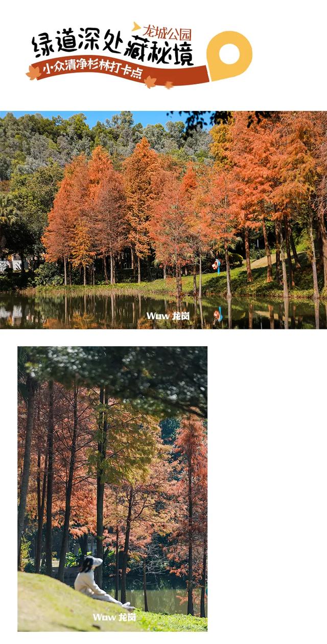 红了！龙岗落羽杉进入最佳观赏期！最全打卡攻略→