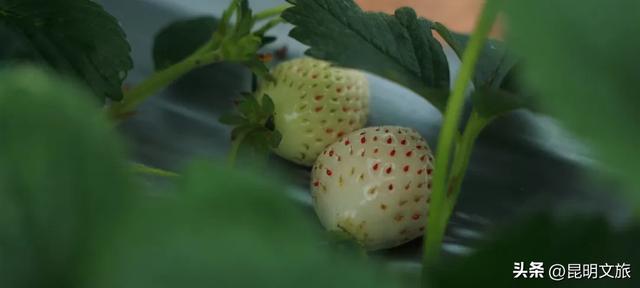 别再问昆明哪里能摘草莓了！收下这份采摘地图，直接抄作业→