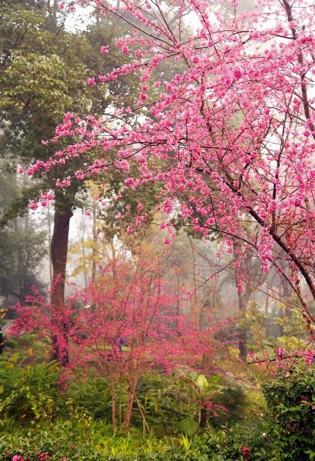 赏花何必等春！这个冬天，成都花儿都开men了→