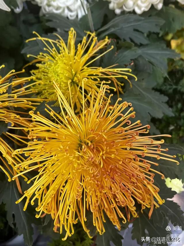 李友珍||岁月倏然·菊韵飘香——紫竹院公园的菊展