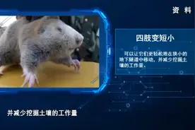 辨词：鼢鼠是什么鼠？“鼢”怎么读？图片