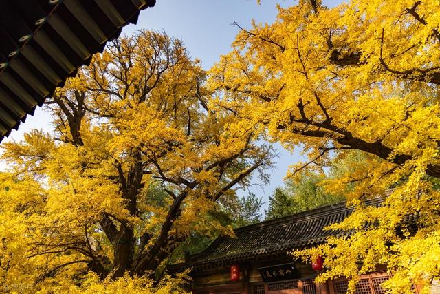 高清大图带你领略晋祠的秋