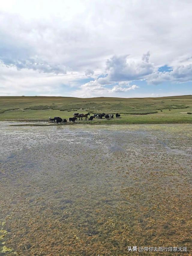 新疆巴音布鲁克草原的湿地风光