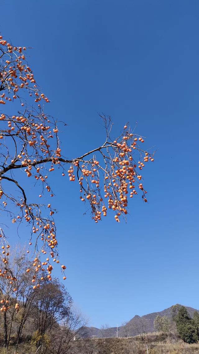 访同家庄千年古槐