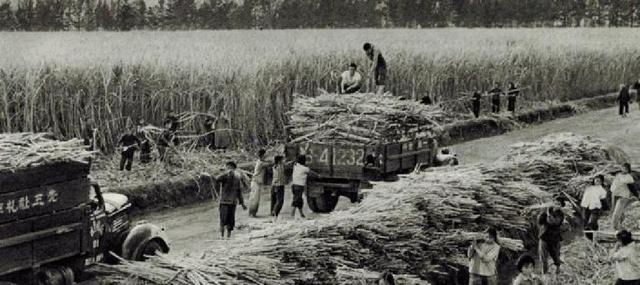 他是南宁市委原书记，连任两届中央候补委员，1985年降为处长