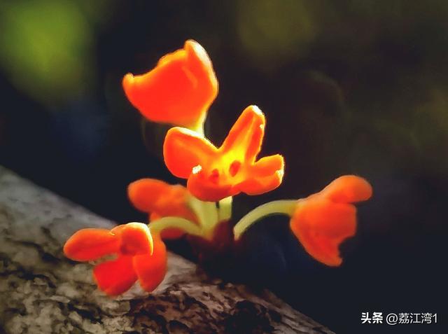 桂香漫城：桂林的秋日私语