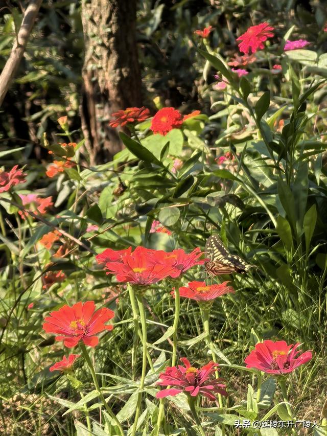 重阳登高丹阳黄连山 齐梁半壁基业地 北顾大江秋水情