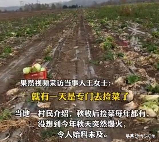 500斤菜不要钱！河北夫妻自驾内蒙古“捡菜”，省钱还是占便宜？