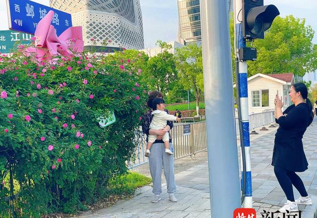 浪漫满城！南京“最美车站”蔷薇盛放，1700米花墙引市民争相打卡