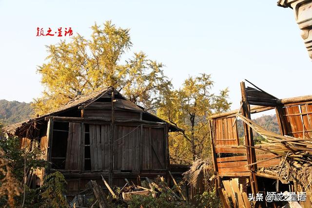 古桥、古村，银杏黄、芦苇荡，宁波城郊居然有这么美的赏秋地