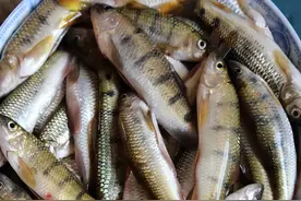 被称为“淡水鱼极品”的溪石斑，是怎样一种鱼？最大能长到多大？图片