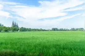 稻纵卷叶螟化学农药减量增效防治技术进展 | 科技导报图片