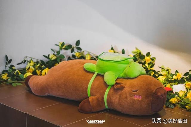 星期五，盐田上新啦 | 登山、观海、品咖、撸猫，真的太松弛了吧……