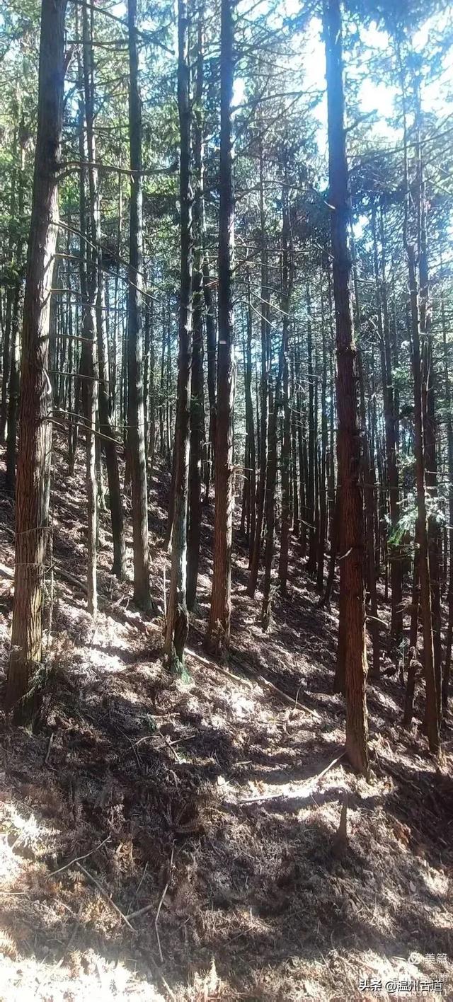 五次试走,终于揭开楠溪江源头永仙边界这条防火道的神秘面纱!