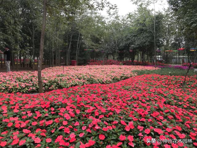 云南首个林下花园：自然与人文交织的生态花园景观杰作